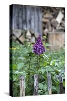 Lilac and Old Wooden Fence-Andrea Haase-Stretched Canvas