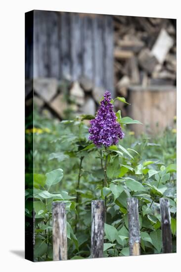 Lilac and Old Wooden Fence-Andrea Haase-Stretched Canvas