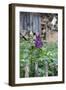 Lilac and Old Wooden Fence-Andrea Haase-Framed Photographic Print