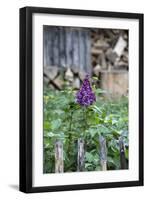 Lilac and Old Wooden Fence-Andrea Haase-Framed Photographic Print