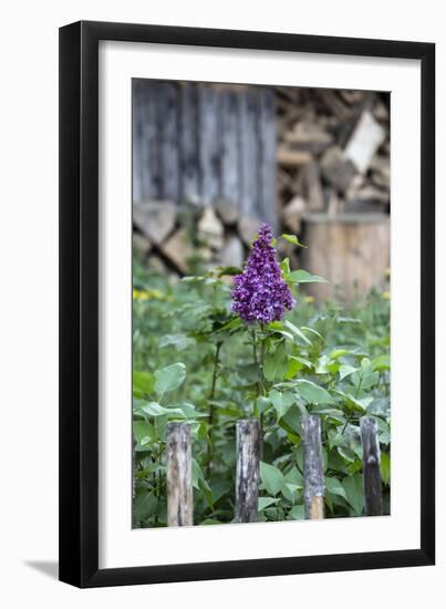 Lilac and Old Wooden Fence-Andrea Haase-Framed Photographic Print