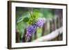 Lilac and Old Wooden Fence-Andrea Haase-Framed Photographic Print