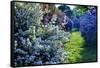 Lilac and Spirea Bloom in a Garden, New Jersey-George Oze-Framed Stretched Canvas