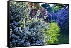 Lilac and Spirea Bloom in a Garden, New Jersey-George Oze-Framed Stretched Canvas