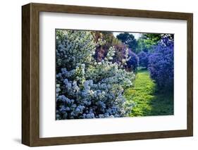 Lilac and Spirea Bloom in a Garden, New Jersey-George Oze-Framed Photographic Print