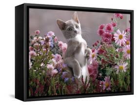 Lilac-And-White Burmese-Cross Kitten Standing on Rear Legs Among Pink Chrysanthemums and Heather-Jane Burton-Framed Stretched Canvas