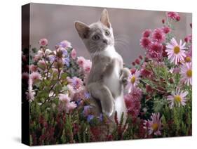 Lilac-And-White Burmese-Cross Kitten Standing on Rear Legs Among Pink Chrysanthemums and Heather-Jane Burton-Stretched Canvas