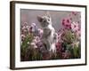 Lilac-And-White Burmese-Cross Kitten Standing on Rear Legs Among Pink Chrysanthemums and Heather-Jane Burton-Framed Photographic Print