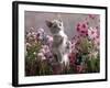 Lilac-And-White Burmese-Cross Kitten Standing on Rear Legs Among Pink Chrysanthemums and Heather-Jane Burton-Framed Photographic Print