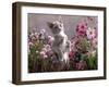 Lilac-And-White Burmese-Cross Kitten Standing on Rear Legs Among Pink Chrysanthemums and Heather-Jane Burton-Framed Photographic Print