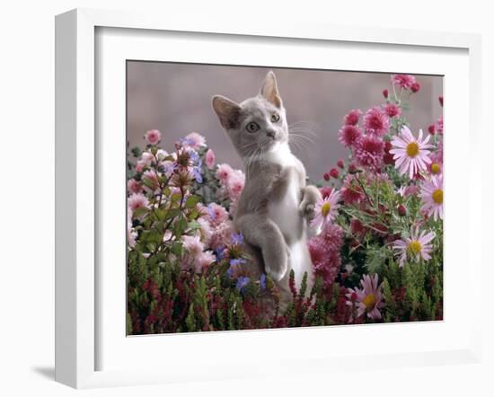 Lilac-And-White Burmese-Cross Kitten Standing on Rear Legs Among Pink Chrysanthemums and Heather-Jane Burton-Framed Photographic Print