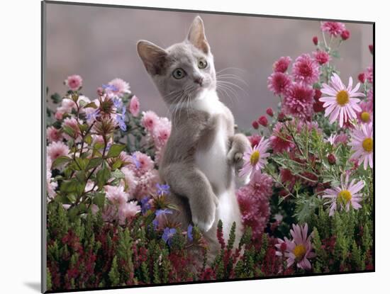 Lilac-And-White Burmese-Cross Kitten Standing on Rear Legs Among Pink Chrysanthemums and Heather-Jane Burton-Mounted Photographic Print