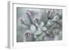 Lilac Blossom I-Kathy Mahan-Framed Photographic Print