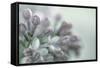 Lilac Blossom II-Kathy Mahan-Framed Stretched Canvas