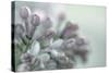 Lilac Blossom II-Kathy Mahan-Stretched Canvas