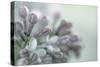 Lilac Blossom II-Kathy Mahan-Stretched Canvas