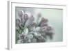 Lilac Blossom II-Kathy Mahan-Framed Photographic Print