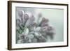 Lilac Blossom II-Kathy Mahan-Framed Photographic Print