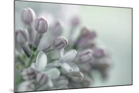 Lilac Blossom II-Kathy Mahan-Mounted Photographic Print