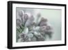 Lilac Blossom II-Kathy Mahan-Framed Photographic Print