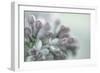 Lilac Blossom II-Kathy Mahan-Framed Photographic Print