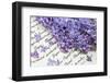 Lilac, Blossoms, Purple, Violet, Spring-Andrea Haase-Framed Photographic Print