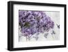 Lilac, Blossoms, Purple, Violet, Spring-Andrea Haase-Framed Photographic Print