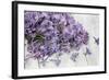 Lilac, Blossoms, Purple, Violet, Spring-Andrea Haase-Framed Photographic Print