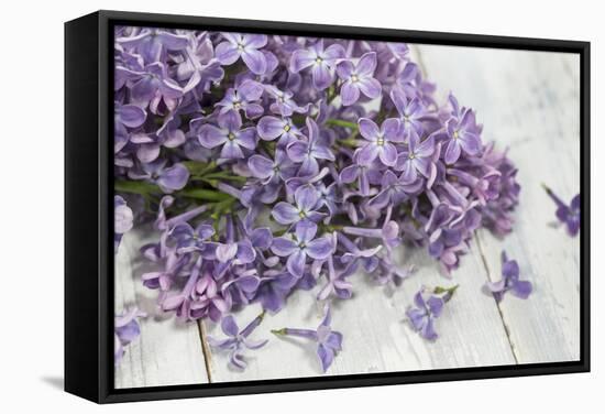 Lilac, Blossoms, Purple, Violet, Spring-Andrea Haase-Framed Stretched Canvas