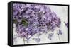 Lilac, Blossoms, Purple, Violet, Spring-Andrea Haase-Framed Stretched Canvas