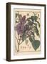 Lilac Botanical Study.-Eugene Grasset-Framed Giclee Print