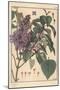 Lilac Botanical Study.-Eugene Grasset-Mounted Giclee Print