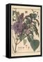 Lilac Botanical Study.-Eugene Grasset-Framed Stretched Canvas