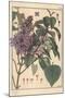Lilac Botanical Study.-Eugene Grasset-Mounted Giclee Print