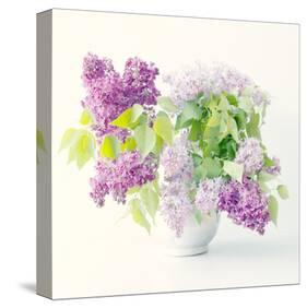 Lilac Bouquet-Judy Stalus-Stretched Canvas