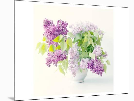 Lilac Bouquet-Judy Stalus-Mounted Art Print