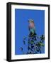 Lilac-Breasted Roller (Coracias Caudata), Kruger National Park, South Africa, Africa-Steve & Ann Toon-Framed Photographic Print