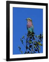 Lilac-Breasted Roller (Coracias Caudata), Kruger National Park, South Africa, Africa-Steve & Ann Toon-Framed Photographic Print