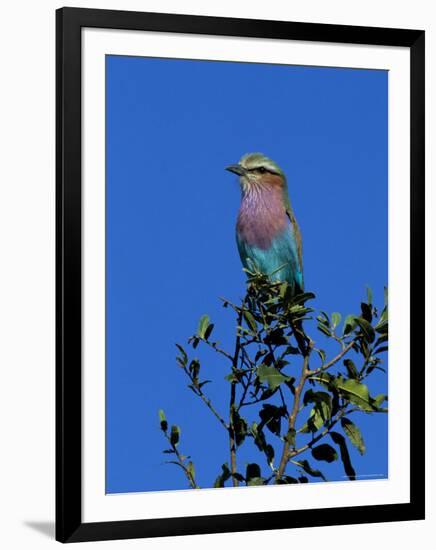 Lilac-Breasted Roller (Coracias Caudata), Kruger National Park, South Africa, Africa-Steve & Ann Toon-Framed Photographic Print