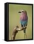 Lilac-Breasted Roller (Coracias Caudata), Serengeti National Park, Tanzania, East Africa, Africa-James Hager-Framed Stretched Canvas
