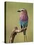 Lilac-Breasted Roller (Coracias Caudata), Serengeti National Park, Tanzania, East Africa, Africa-James Hager-Stretched Canvas