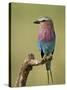 Lilac-Breasted Roller (Coracias Caudata), Serengeti National Park, Tanzania, East Africa, Africa-James Hager-Stretched Canvas