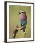 Lilac-Breasted Roller (Coracias Caudata), Serengeti National Park, Tanzania, East Africa, Africa-James Hager-Framed Photographic Print