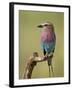 Lilac-Breasted Roller (Coracias Caudata), Serengeti National Park, Tanzania, East Africa, Africa-James Hager-Framed Photographic Print