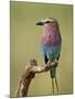 Lilac-Breasted Roller (Coracias Caudata), Serengeti National Park, Tanzania, East Africa, Africa-James Hager-Mounted Photographic Print