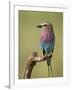 Lilac-Breasted Roller (Coracias Caudata), Serengeti National Park, Tanzania, East Africa, Africa-James Hager-Framed Photographic Print