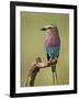 Lilac-Breasted Roller (Coracias Caudata), Serengeti National Park, Tanzania, East Africa, Africa-James Hager-Framed Photographic Print
