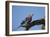 Lilac-Breasted Roller (Coracias Caudata) with an Insect-James Hager-Framed Photographic Print