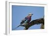 Lilac-Breasted Roller (Coracias Caudata) with an Insect-James Hager-Framed Photographic Print