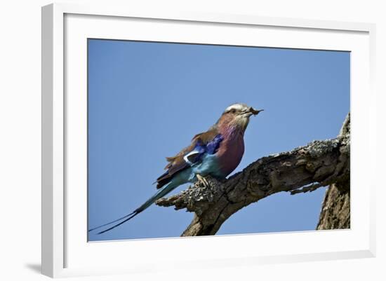 Lilac-Breasted Roller (Coracias Caudata) with an Insect-James Hager-Framed Photographic Print